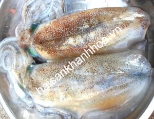 Mực lá câu tươi