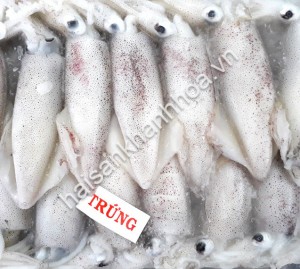 Mực trứng tươi